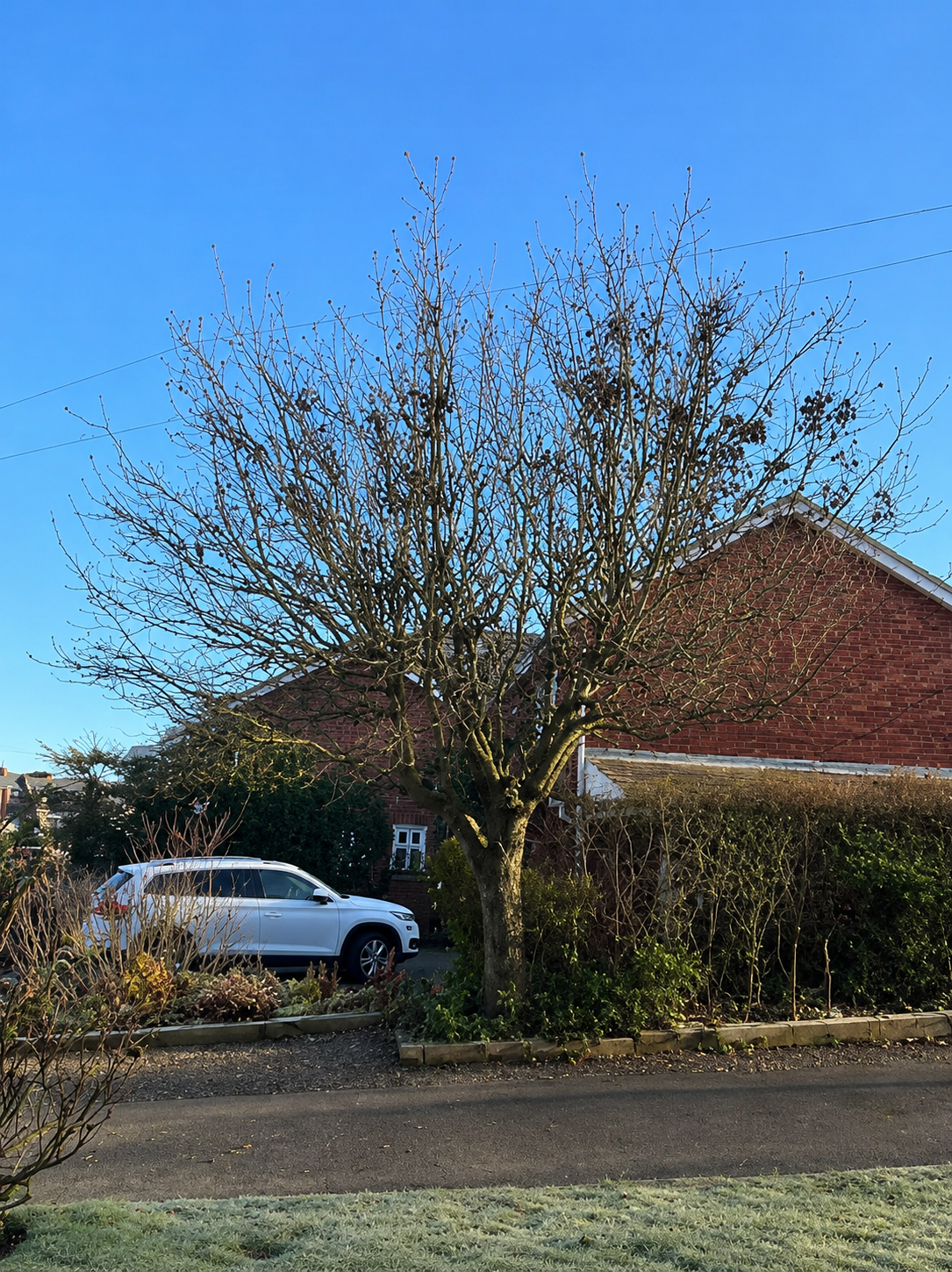 Tree before trimming in Limerick